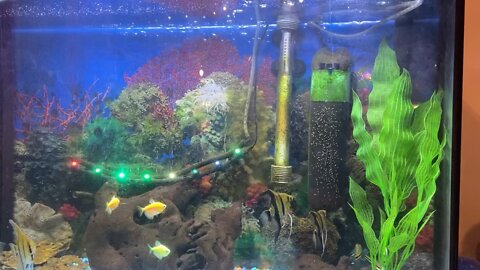 Angel Fish dozens of eggs
