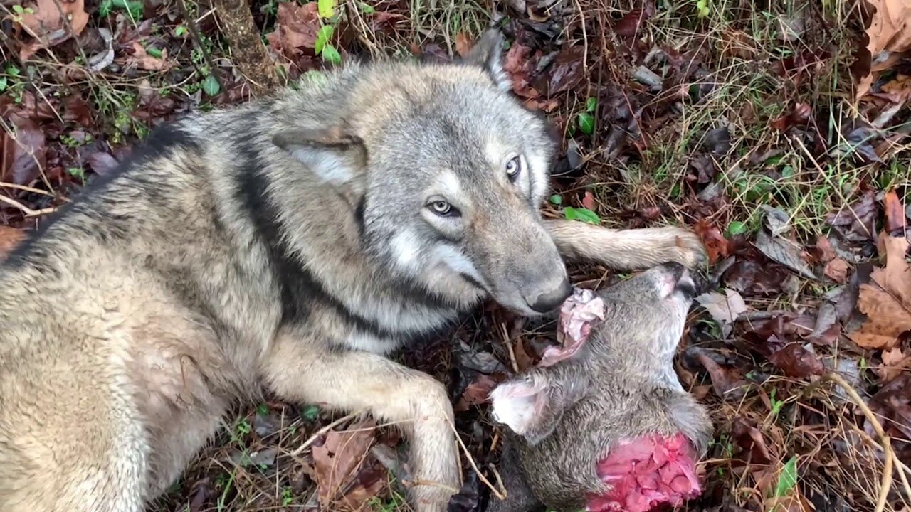 Wolf Dogs Eating Deer Heads (Part 2) Pups Enjoy Healthy Wild Raw Fun And Food