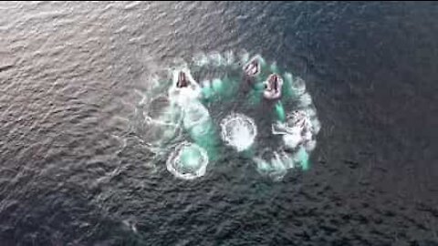 Des baleines à bosse, artistes de l'océan