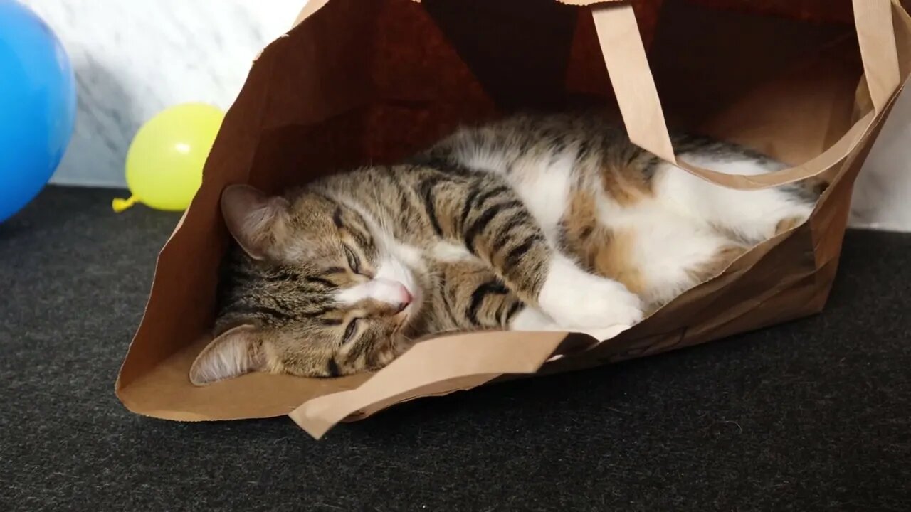 Funny Cat Loves to Sit in a Paper Bag