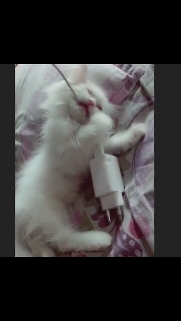 Angle Cat Playing With Charging Cable