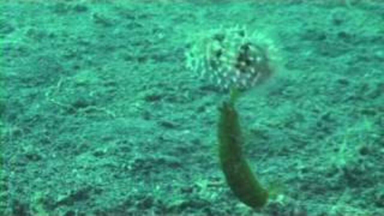 Crazy attacking Mantis Shrimp takes a ride with a Porcupine Pufferfish