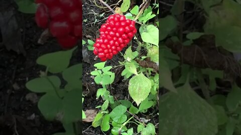 Every year Jack in the Pulpit