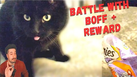 Battle With BOFF + Reward #catvideos #cats