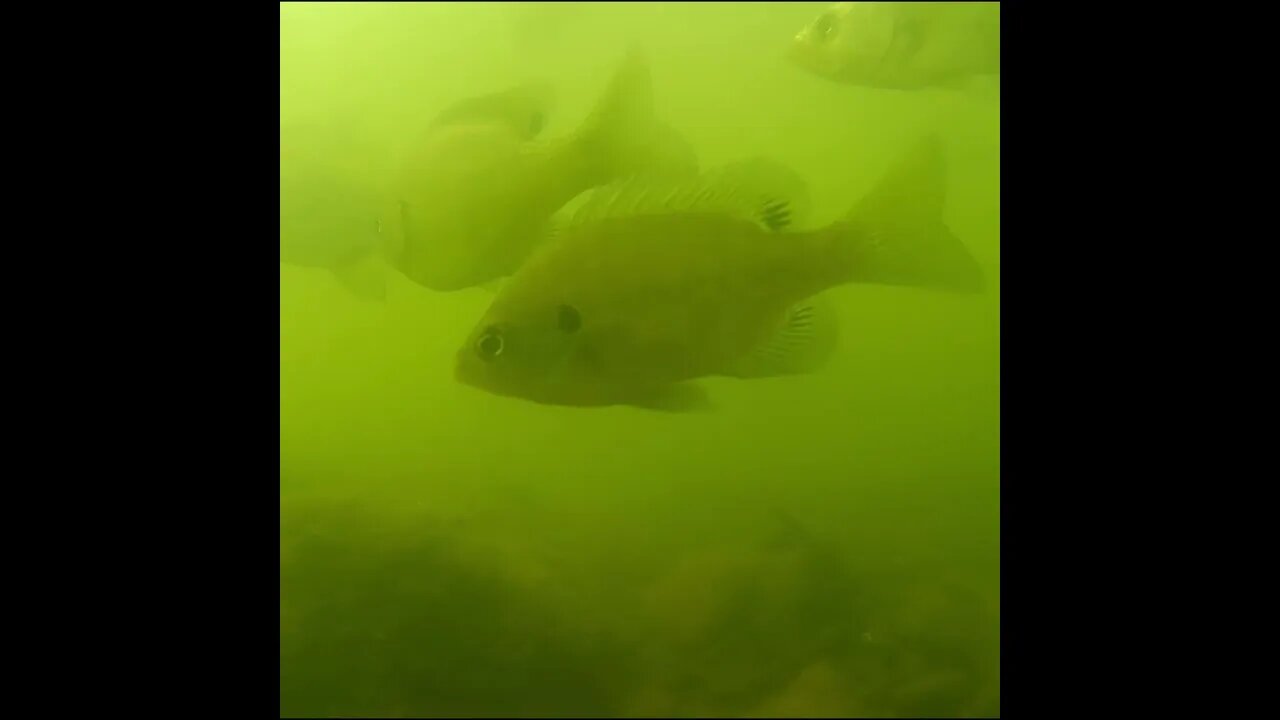 bluegill and white bass