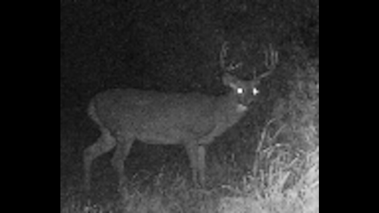 Fred Zepplin 2021, 9/22/21 Another Monster Buck And The Rain!