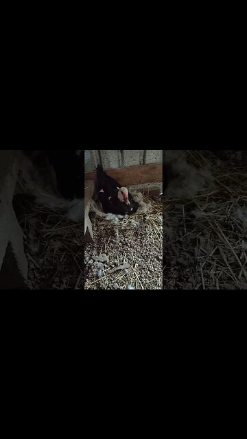 Good Morning Muscovy Girl sitting on eggs