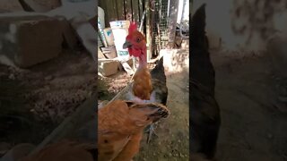 Turken chicken (Naked neck chicken) #shorts