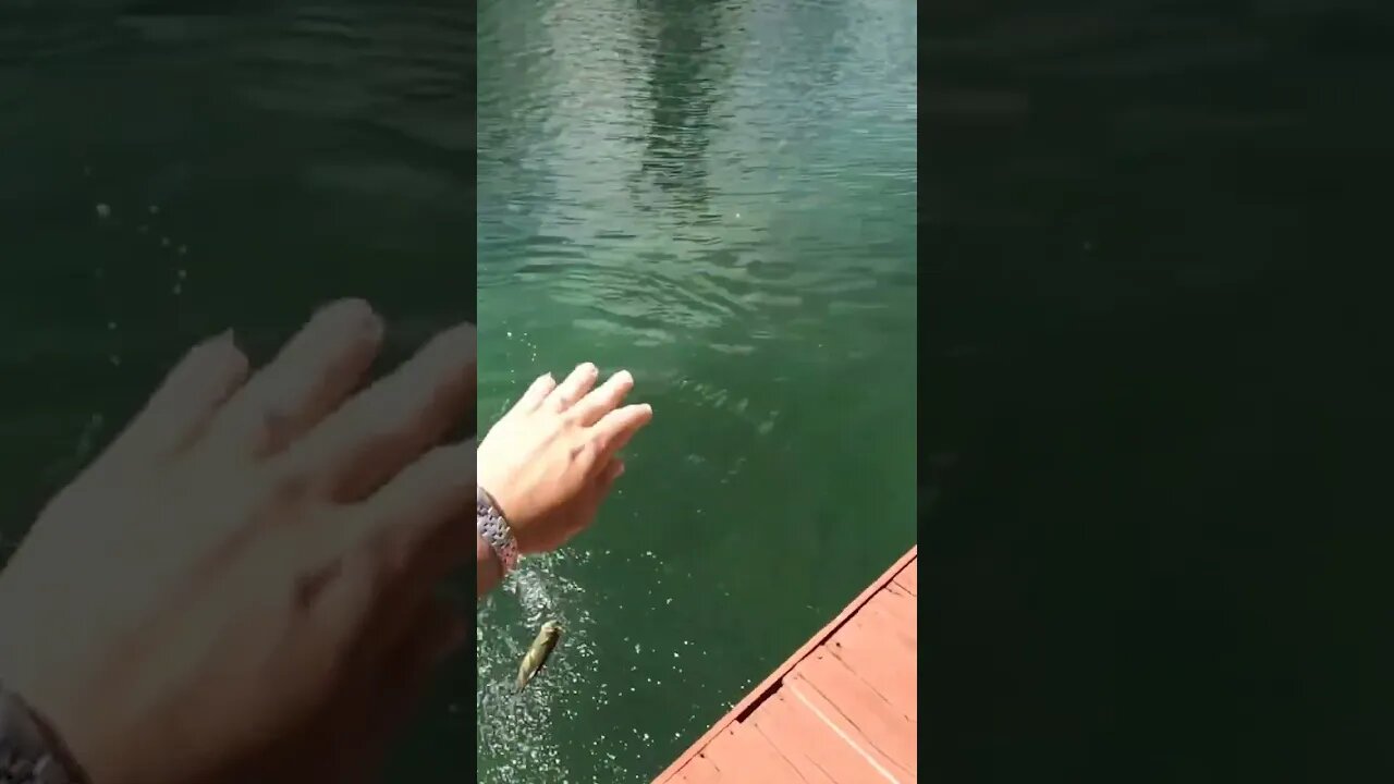 i put a gopro on a fish