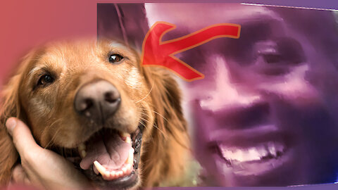 ♥ Dog barking sound - Funny dogs || So GOOD!!!!