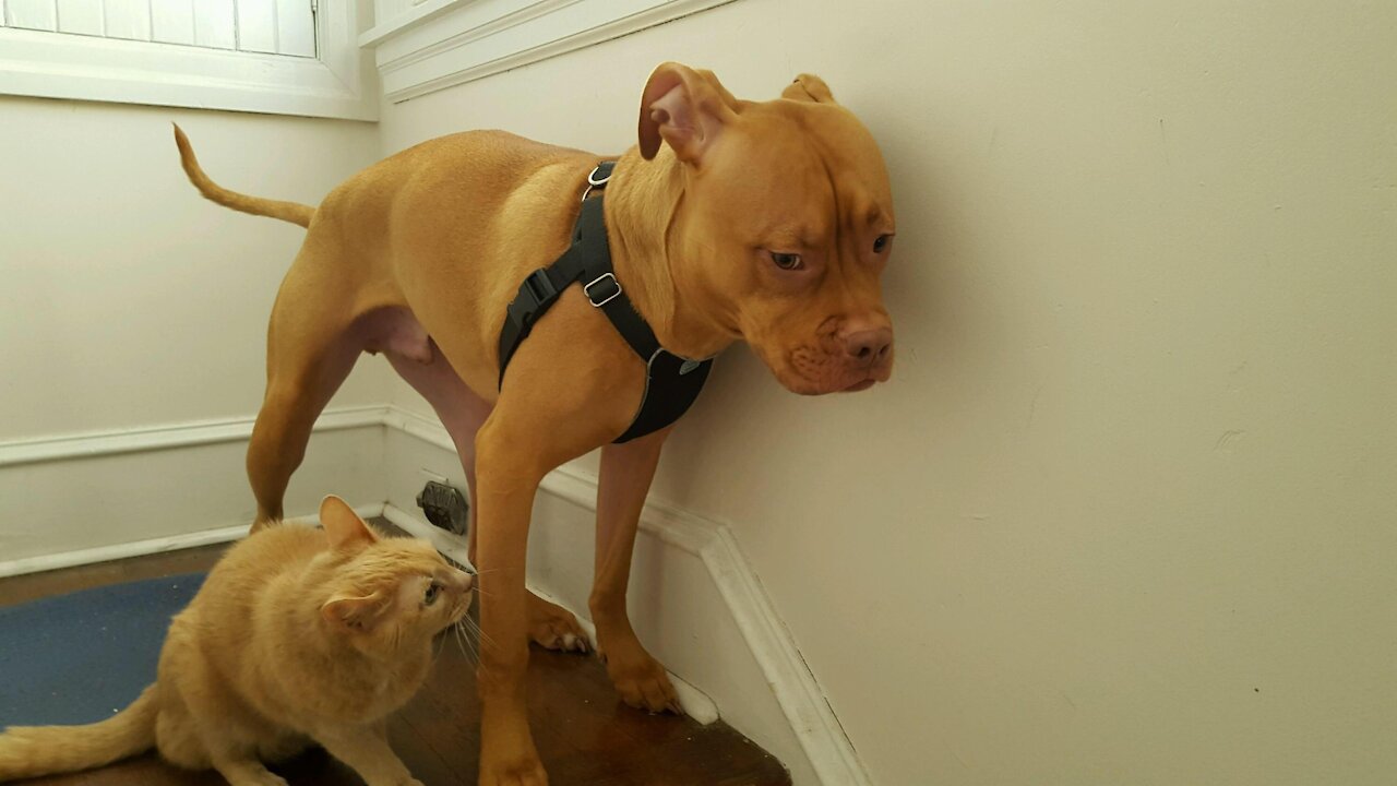 Pit Bull scared of cat