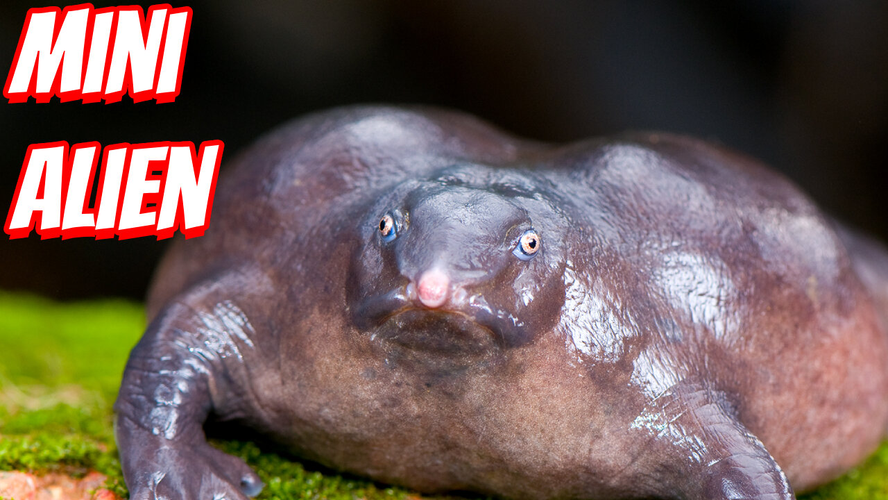 How Ugly Are Purple Frog?