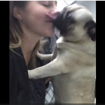 Pug can't stop kissing owner after night apart