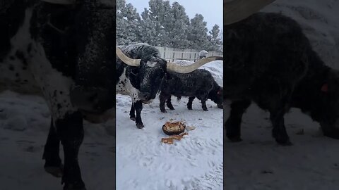 Feeding the Longhorns breakfast!