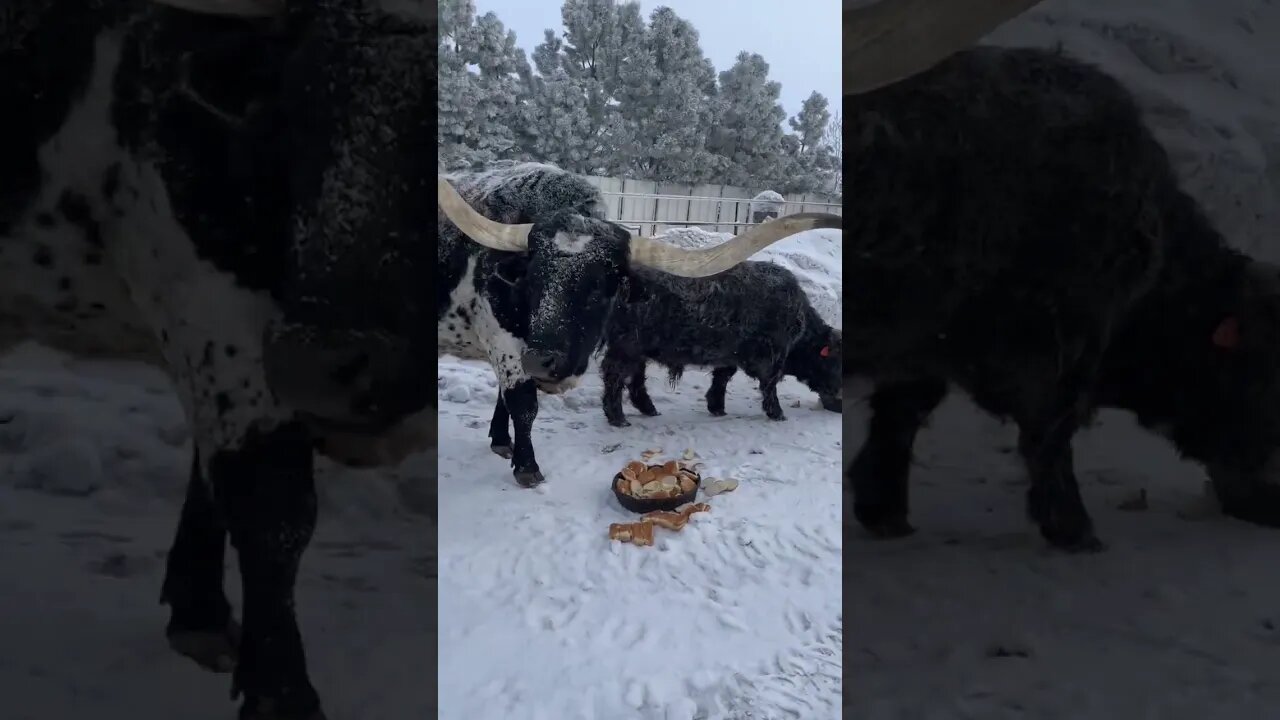 Feeding the Longhorns breakfast!