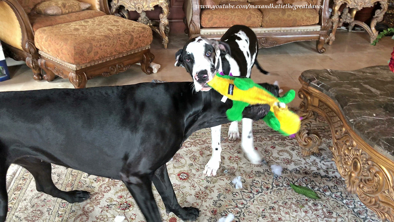 Funny Great Danes Remove Squeaker from Stuffed Toy