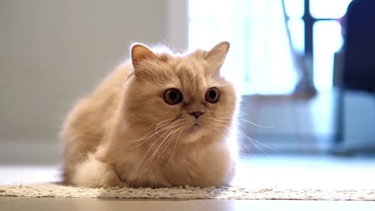 Top 10 cutest cats