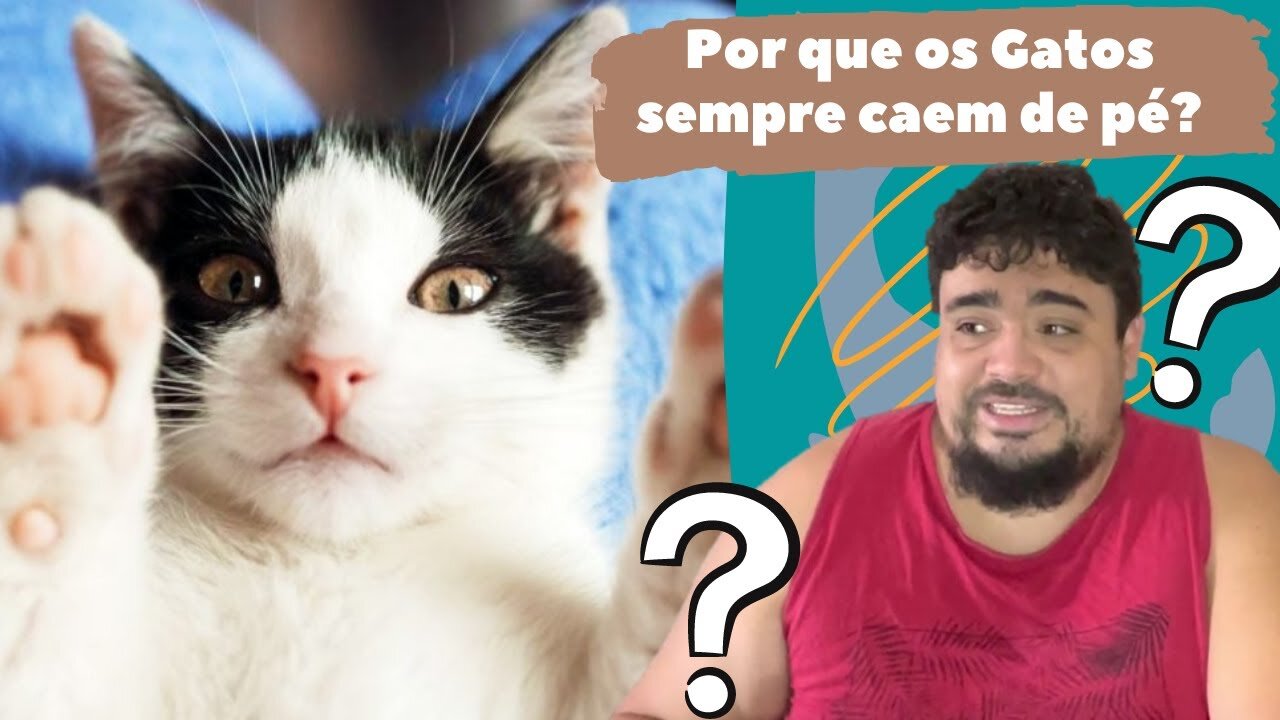 POR QUE OS GATOS SEMPRE CAEM DE PÉ? - Guia dos Curiosos