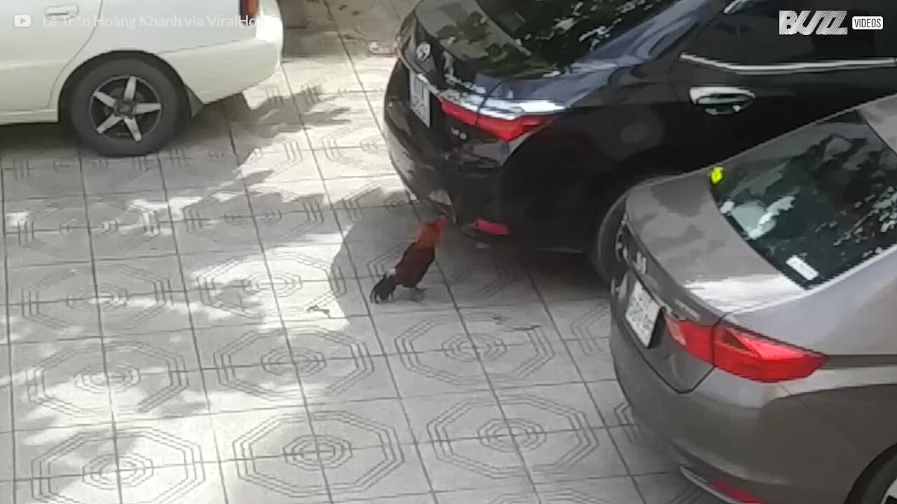 Un gallo confuso che si arrabbia con il suo riflesso