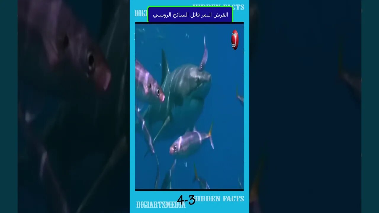 3+ 4 القرش النمر قاتل السائح الروسي