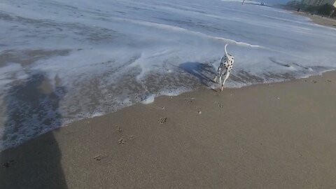 Luna enjoying the Canova State Park in Melbourne Florida.