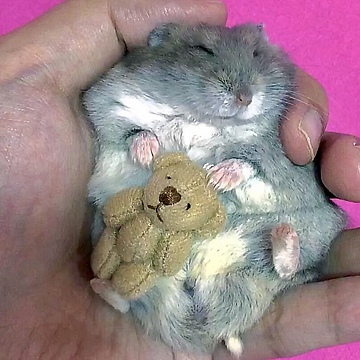 Tiny Hamster Cuddles Tiny Teddy Bear For Nap Time