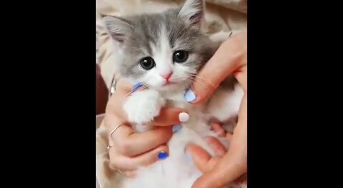 CUTEST CATS - Funny and Cute Animals Videos Compilation New