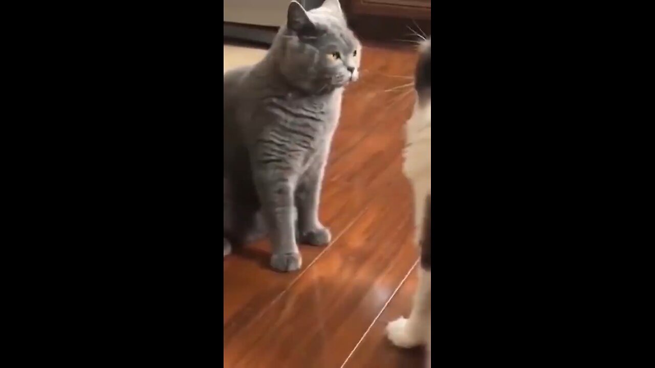 Funny Cat Videos | Cat Hunts Fish Trending Tiktok #shorts #meow #cats