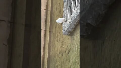 청계천 황새