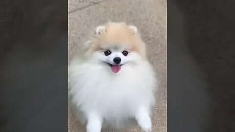 Cute pet part 12 #petvideos #funnyvideo