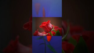 How to draw and paint a rose #shorts