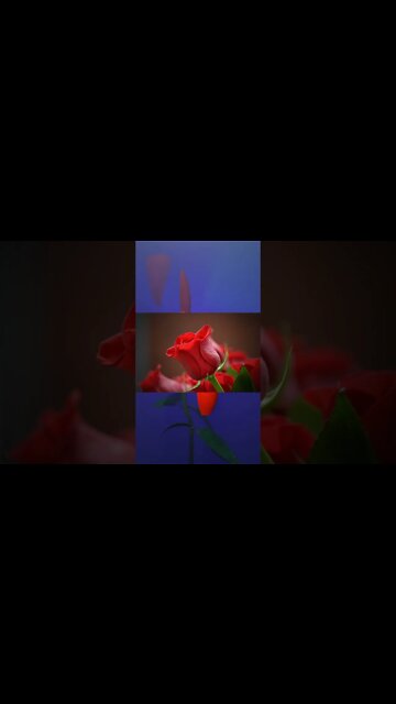 How to draw and paint a rose #shorts