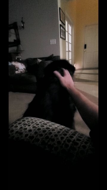 Petting my 95-pound Dog