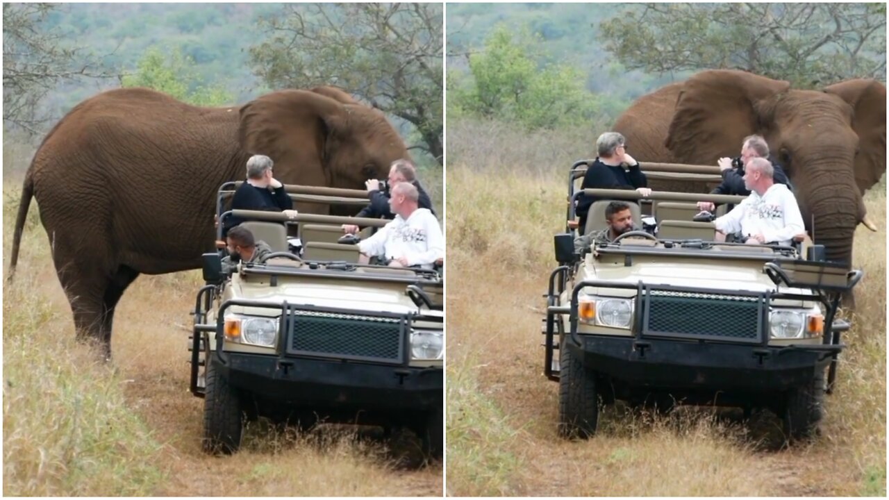 Elephant Angry on Jeep Guy!!!