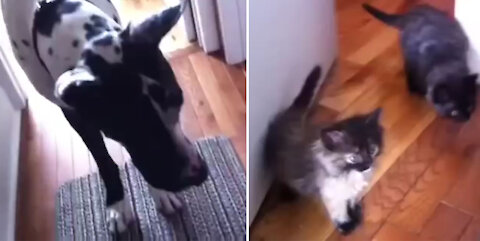 Great Dane scared of Kittens