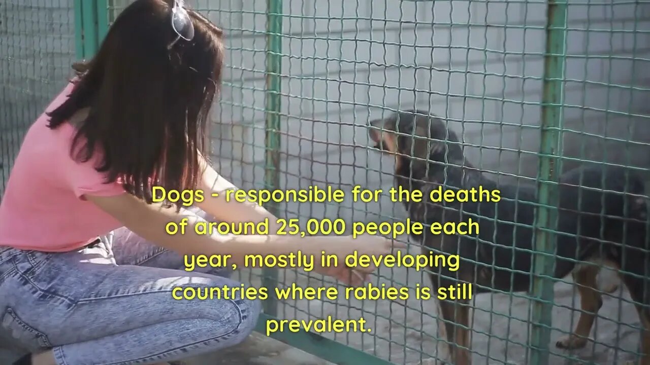 The Deadliest Animals to look out for #1