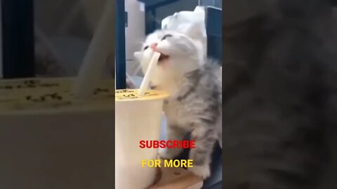 funny cat viral short trending youtubeshorts fun funnycat funnyvideo viralshorts pets pet
