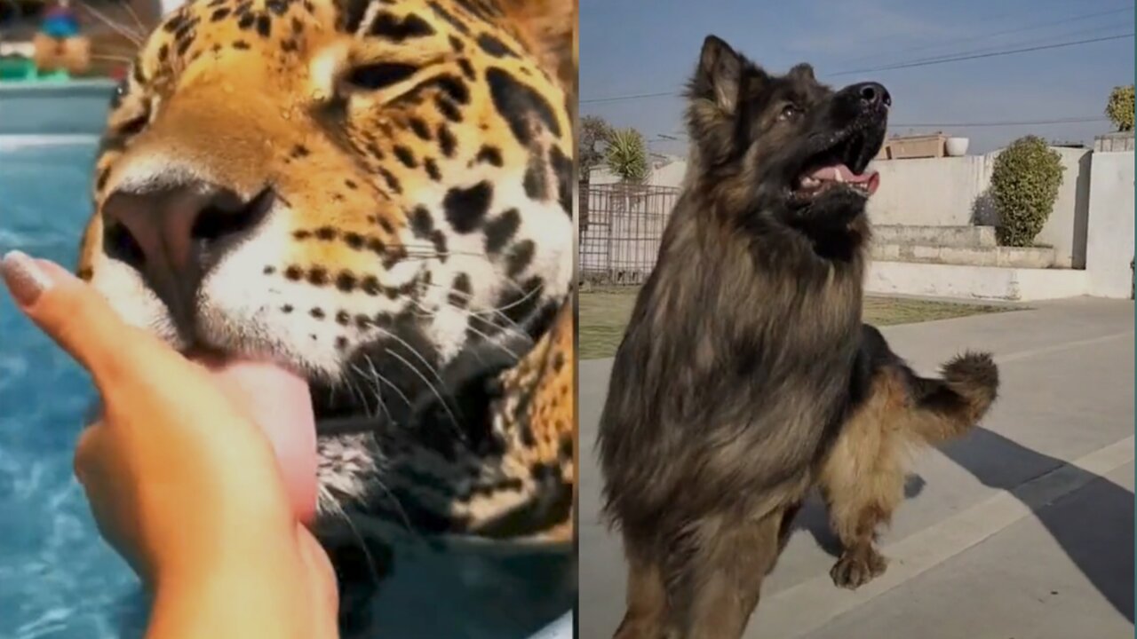 Cute tiger and dog play with human