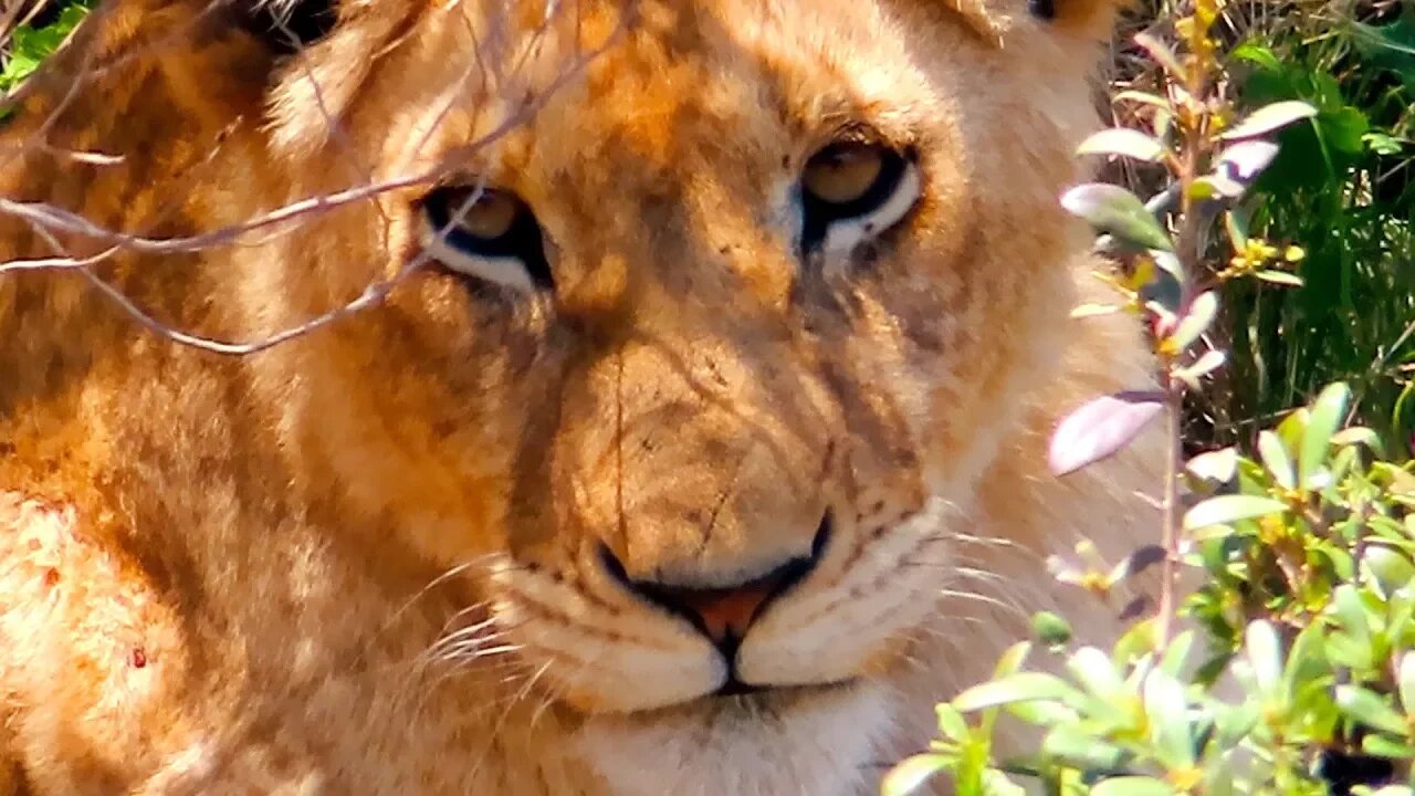 CAN'T BELIVE WHAT WE SAW ON SOUTH AFRICA SAFARI TRIP! (PUMBA PRIVATE GAME RESERVE)