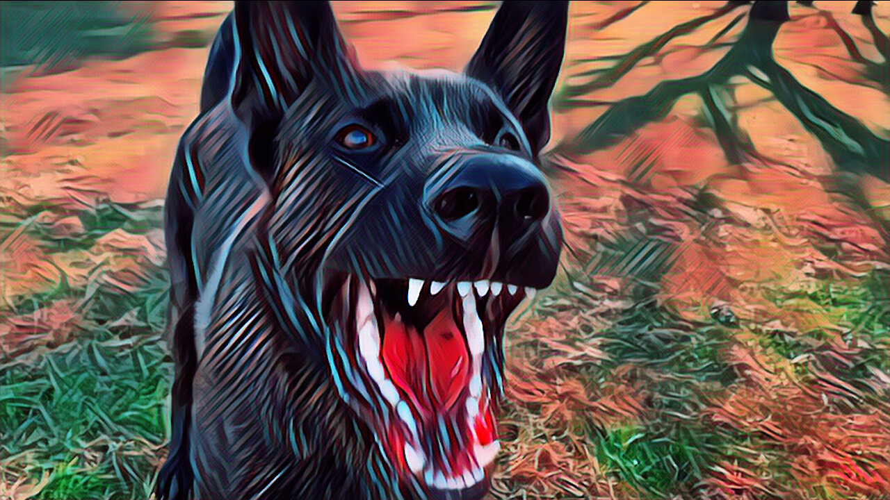 Happy Dog Dutch Shepherd Loki