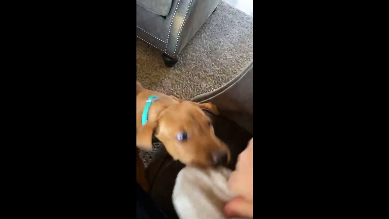 Ultimate Baby Dogs - Cute And Funny Dogs Compilation #shorts