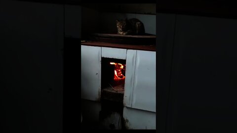 Kucing Terbakar