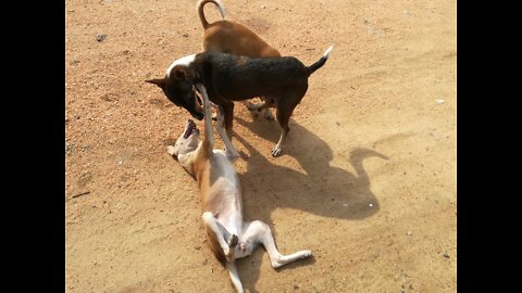 curious greate dane jump with his brother