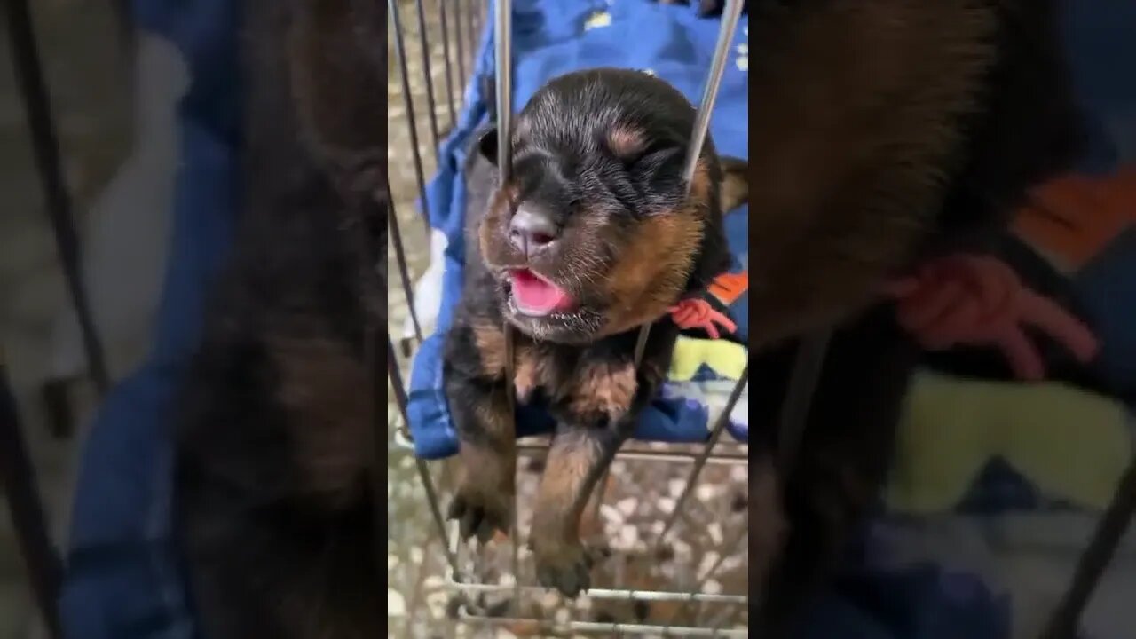 Puppy sounds like a baby