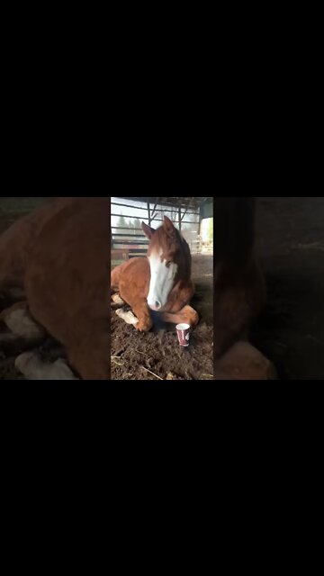 Foal Growing Up: Birth to 3 Years Old