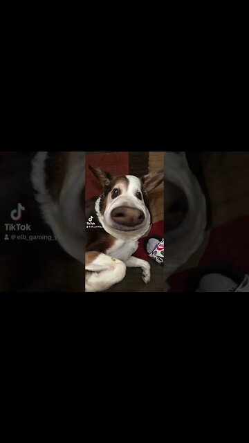 Puppy dog #viral #viralvideo #funny #meme #viral #newmemes