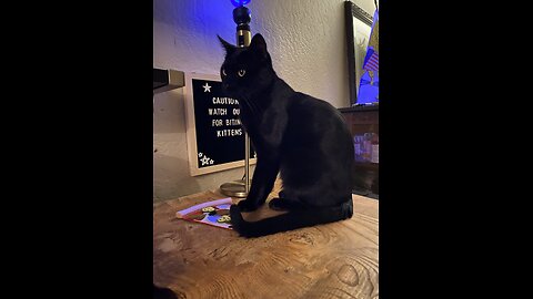 Bombay cats