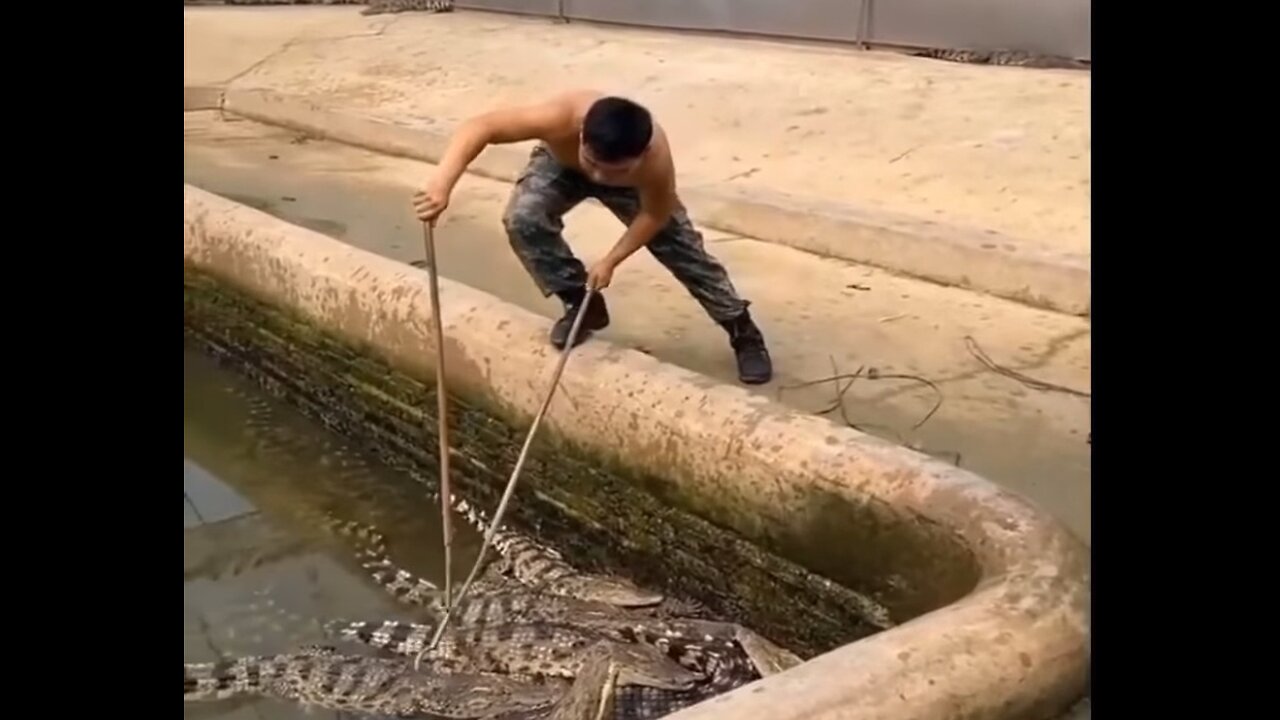 How to catch a crocodile 🐊🥵😫