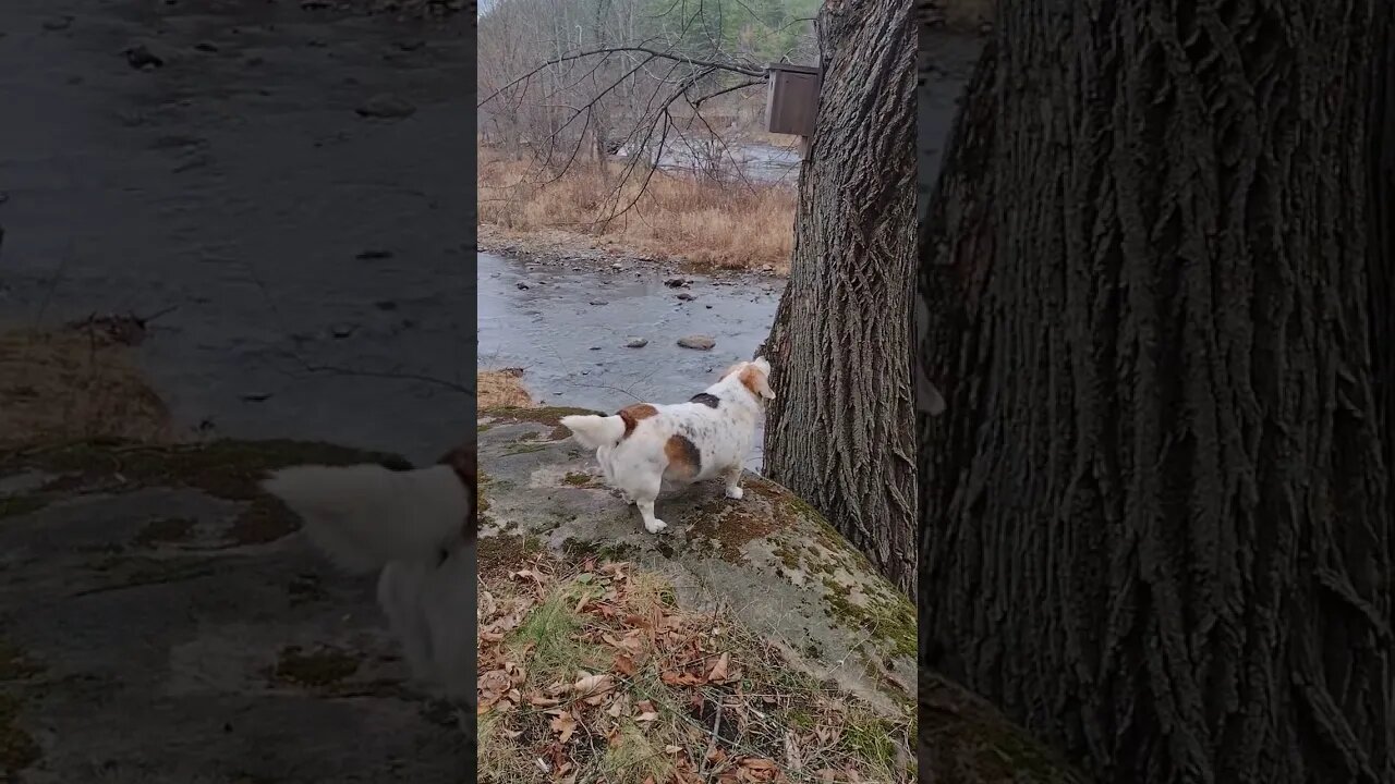 He Got Away... 🐿️