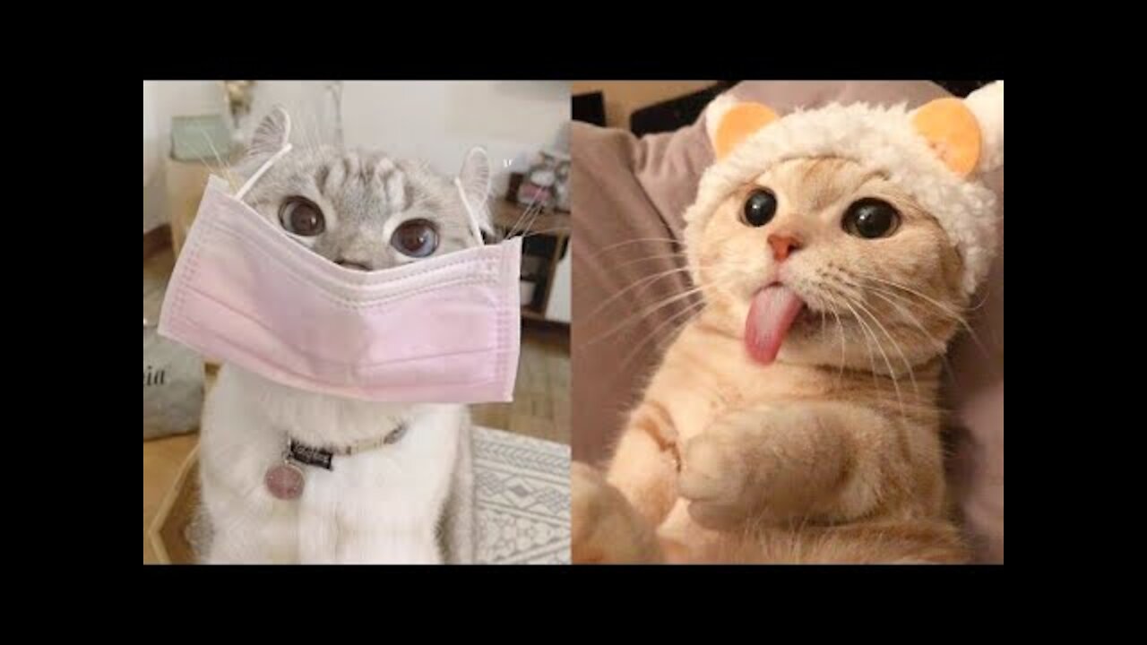 Try Not To Laugh or Grin While Watching Funny Animals Compilation 1